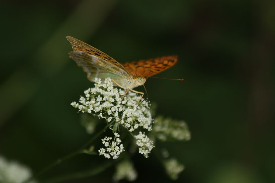 Argynis paphia?